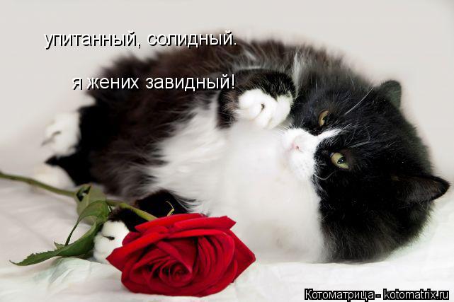 Котоматрица: упитанный, солидный.  я жених завидный!