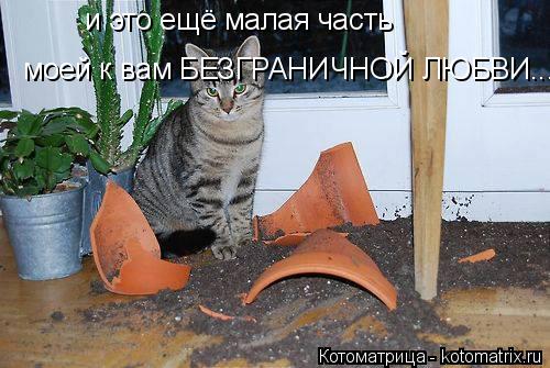 Котоматрица: и это ещё малая часть моей к вам БЕЗГРАНИЧНОЙ ЛЮБВИ...