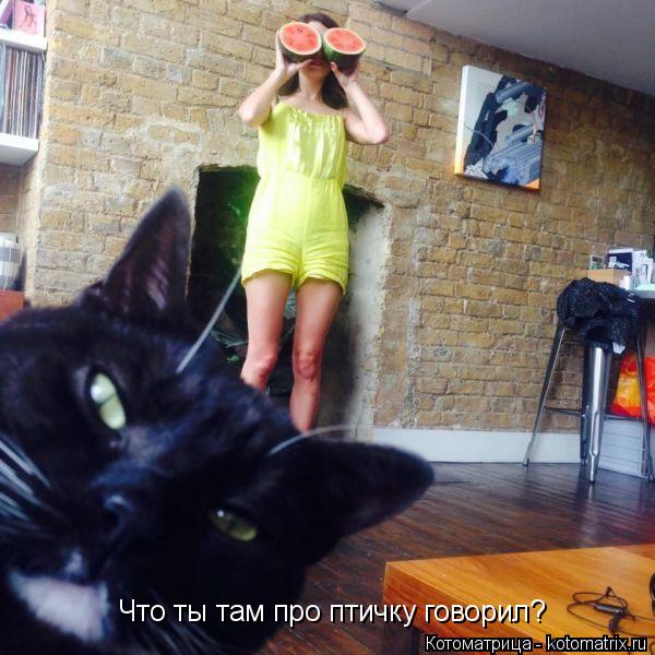 Котоматрица: Что ты там про птичку говорил?
