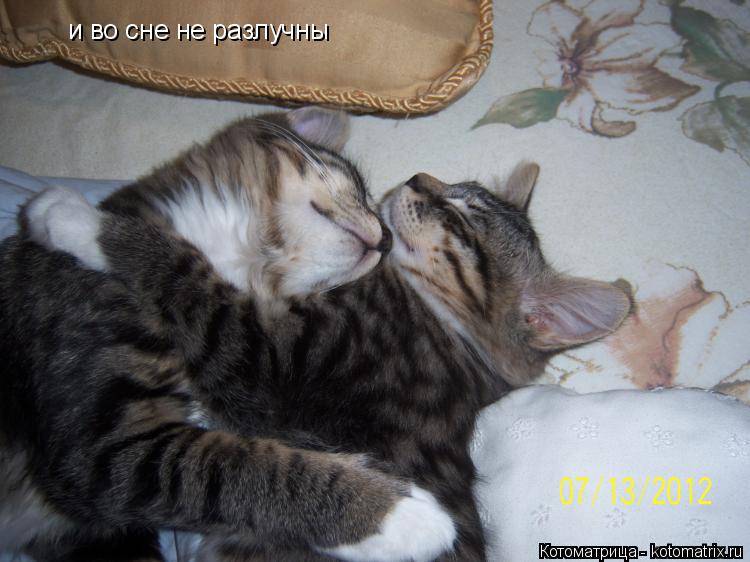 Котоматрица: и во сне не разлучны