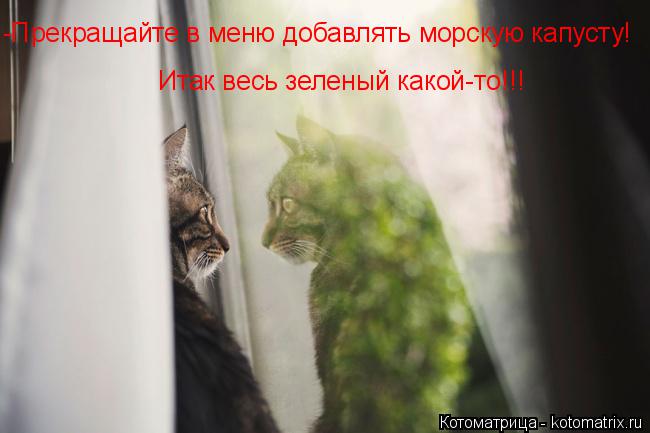 Котоматрица: -Прекращайте в меню добавлять морскую капусту! Итак весь зеленый какой-то!!!