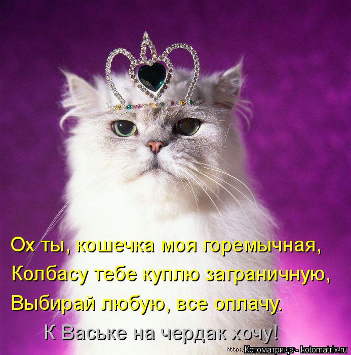 Котоматрица: Ох ты, кошечка моя горемычная, Колбасу тебе куплю заграничную, Выбирай любую, все оплачу. К Ваське на чердак хочу!