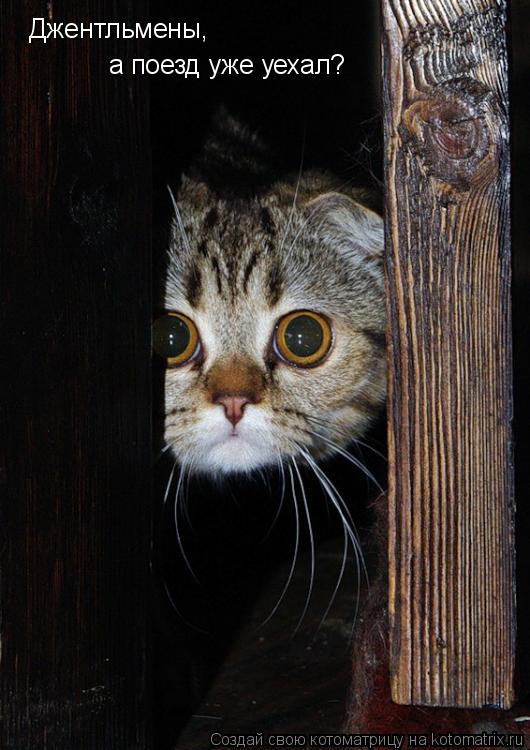 Котоматрица: Джентльмены, а поезд уже уехал?