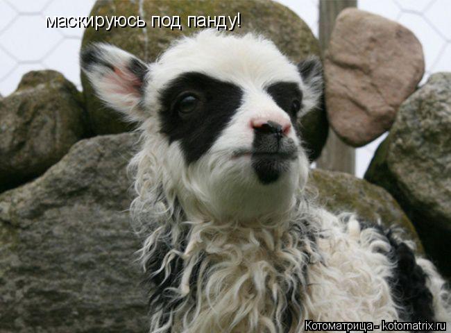маскируюсь под панду!... Котоматрица: маскируюсь под панду!