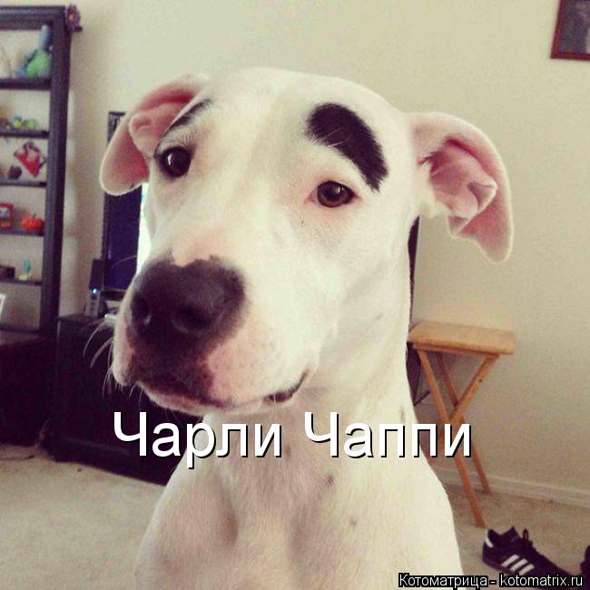 Чарли Чаппи... Котоматрица: Чарли Чаппи