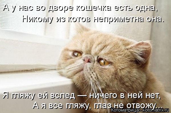 Котоматрица: А у нас во дворе кошечка есть одна, Никому из котов неприметна она. Я гляжу ей вслед — ничего в ней нет, А я все гляжу, глаз не отвожу...