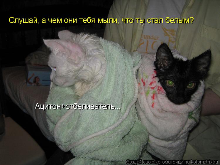 Котоматрица: Слушай, а чем они тебя мыли, что ты стал белым? Ацитон+отбеливатель...