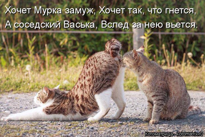 Котоматрица: Хочет Мурка замуж, Хочет так, что гнется, А соседский Васька, Вслед за нею вьется.