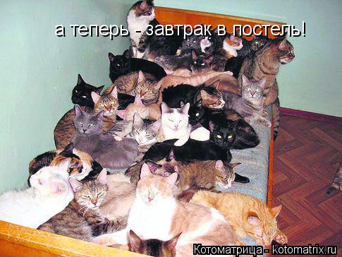 Котоматрица: а теперь - завтрак в постель!