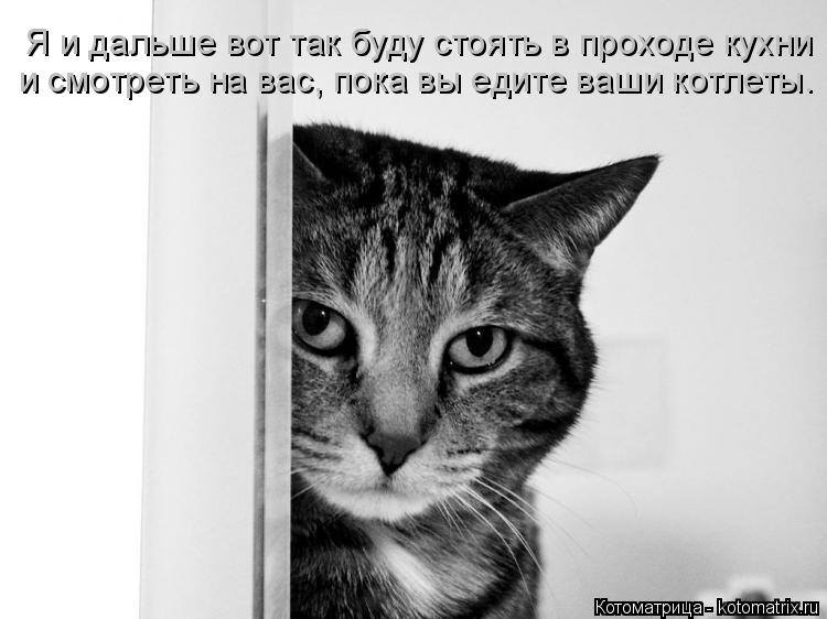 Котоматрица: и смотреть на вас, пока вы едите ваши котлеты. Я и дальше вот так буду стоять в проходе кухни