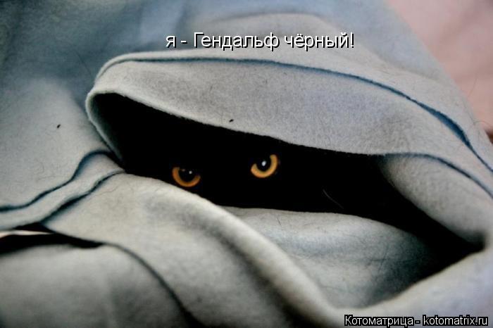 Котоматрица: я - Гендальф чёрный!