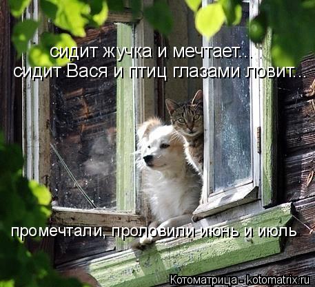 Котоматрица: сидит жучка и мечтает... сидит Вася и птиц глазами ловит... промечтали, проловили июнь и июль