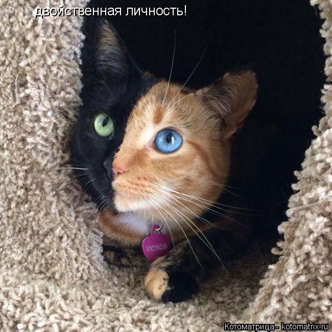 двойственная личность!... Котоматрица: двойственная личность!