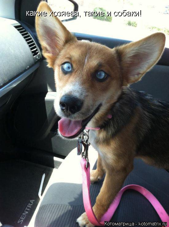 какие хозяева, такие и собаки!... Котоматрица: какие хозяева, такие и собаки!