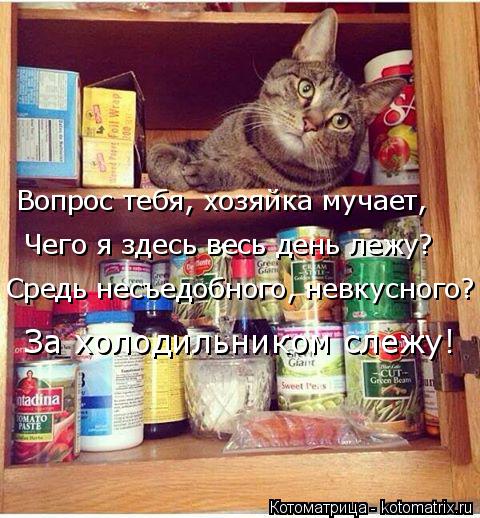 Вопрос тебя, хозяйка мучает, Чего я здесь весь день лежу? Средь несъедобного, невкусного? За холодиль... Котоматрица: Вопрос тебя, хозяйка мучает, Чего я здесь весь день лежу? Средь несъедобного, невкусного? За холодильником слежу!