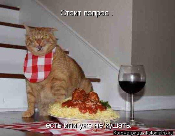 Котоматрица: Стоит вопрос : есть или уже не кушать.