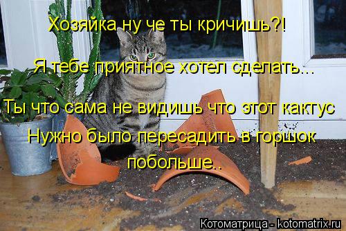 Котоматрица: Хозяйка ну че ты кричишь?! Я тебе приятное хотел сделать... Ты что сама не видишь что этот кактус Нужно было пересадить в горшок  побольше..