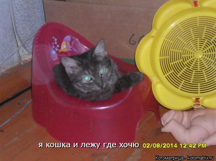 Котоматрица: я кошка и лежу где хочю