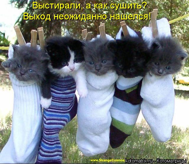 Котоматрица: Выстирали, а как сушить?  Выход неожиданно нашелся!