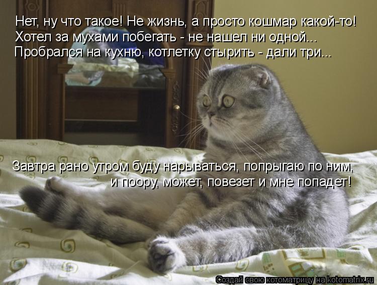 Котоматрица: Нет, ну что такое! Не жизнь, а просто кошмар какой-то! Хотел за мухами побегать - не нашел ни одной... Пробрался на кухню, котлетку стырить - дал