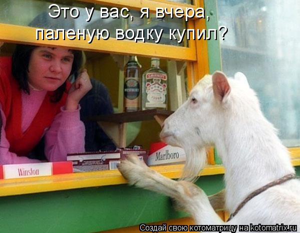 Котоматрица: Это у вас, я вчера, паленую водку купил?