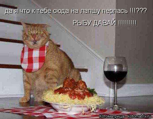 да я что к тебе сюда на лапшу перлась !!!??? РЫБУ ДАВАЙ !!!!!!!!!... Котоматрица: да я что к тебе сюда на лапшу перлась !!!??? РЫБУ ДАВАЙ !!!!!!!!!