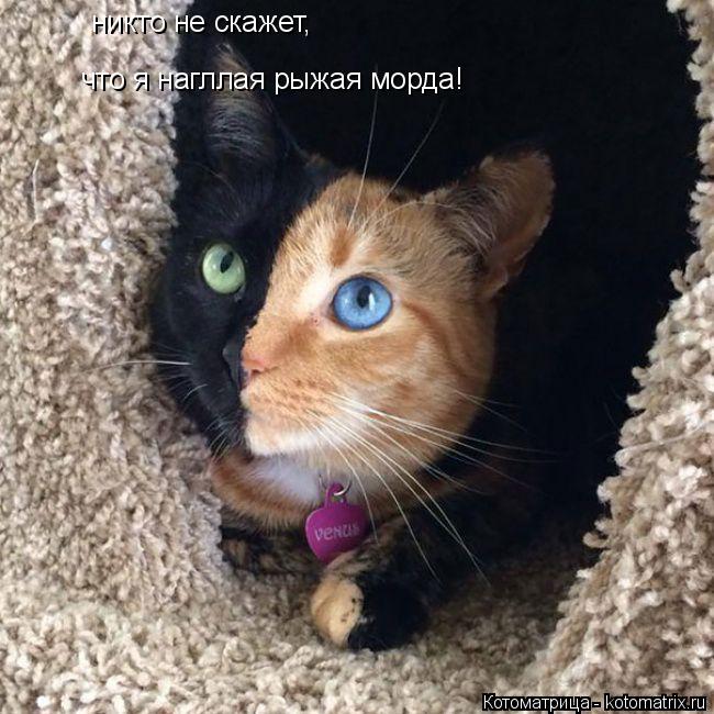 никто не скажет, что я нагллая рыжая морда!... Котоматрица: никто не скажет, что я нагллая рыжая морда!