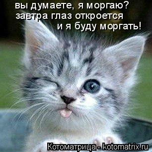 вы думаете, я моргаю? завтра глаз откроется и я буду моргать!... Котоматрица: вы думаете, я моргаю? завтра глаз откроется и я буду моргать!