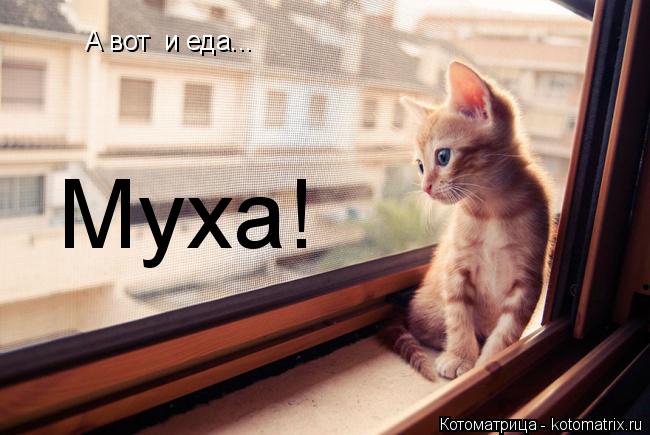 Котоматрица: А вот  и еда... Муха!