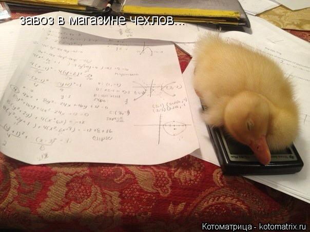 завоз в магазине чехлов...... Котоматрица: завоз в магазине чехлов...