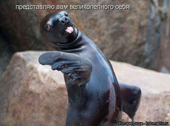 Котоматрица: представляю вам великолепного себя!