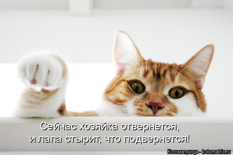 Котоматрица: Сейчас хозяйка отвернется,  и лапа стырит, что подвернется!