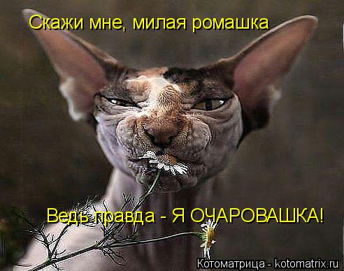 Котоматрица: Скажи мне, милая ромашка Ведь правда - Я ОЧАРОВАШКА!