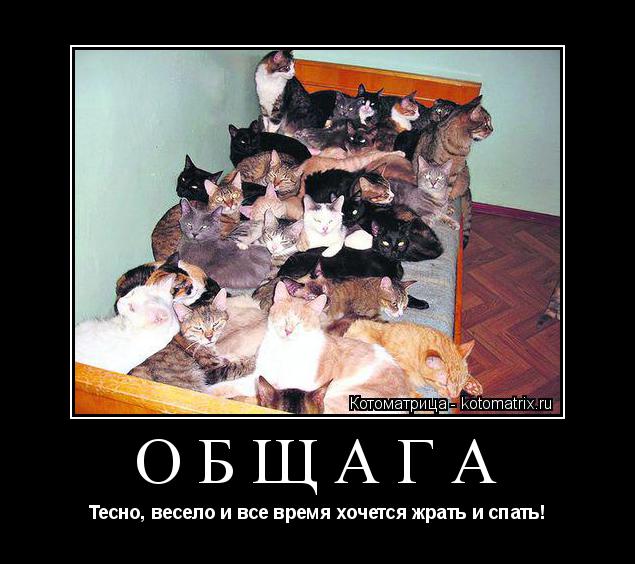 Котоматрица: ОБЩАГА Тесно, весело и все время хочется жрать и спать!