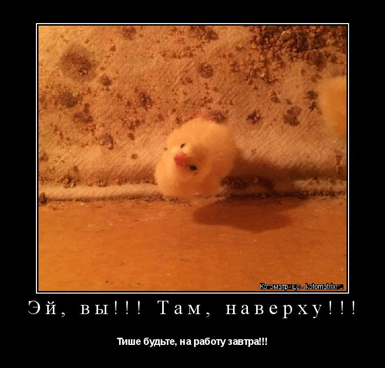 Котоматрица: Эй, вы!!! Там, наверху!!! Тише будьте, на работу завтра!!!