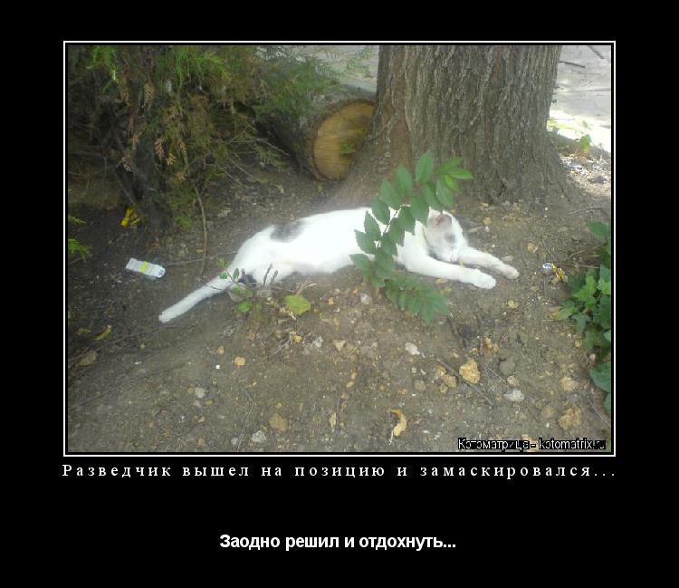 Котоматрица: Разведчик вышел на позицию и замаскировался... Заодно решил и отдохнуть...
