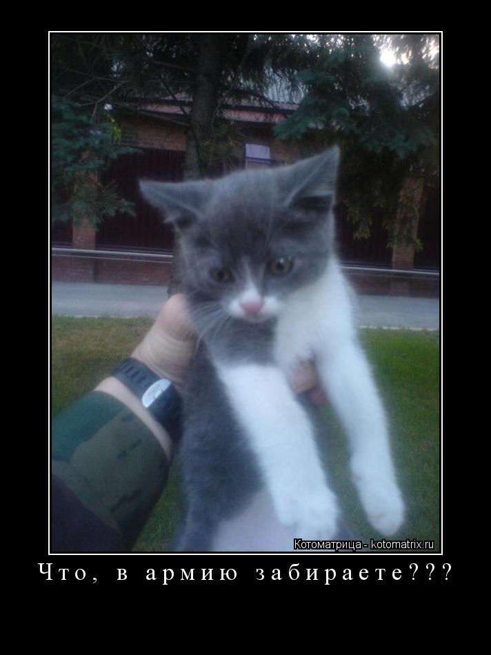 Котоматрица: Что, в армию забираете??? 