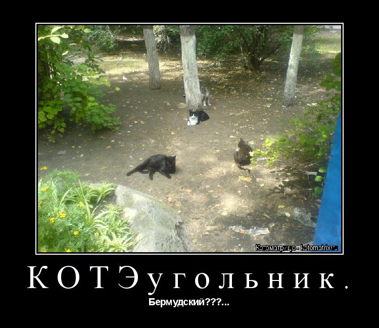 Котоматрица: КОТЭугольник. Бермудский???...