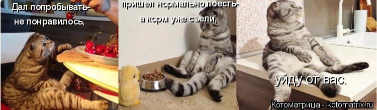 Дал попробывать- не понравилось, пришел нормально поесть- а корм уже съели, уйду от вас.... Котоматрица: Дал попробывать- не понравилось, пришел нормально поесть- а корм уже съели, уйду от вас.