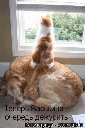 Котоматрица: Теперь Васькина  очередь дежурить