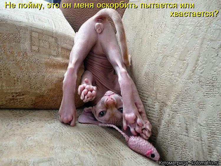 Котоматрица: Не пойму, это он меня оскорбить пытается или хвастается?