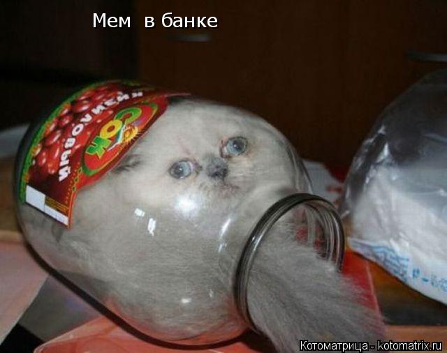 Мем в банке... Котоматрица: Мем в банке
