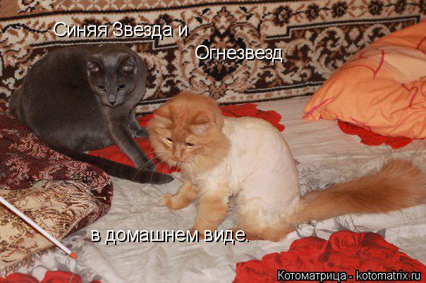 Котоматрица: Синяя Звезда и  Огнезвезд в домашнем виде.
