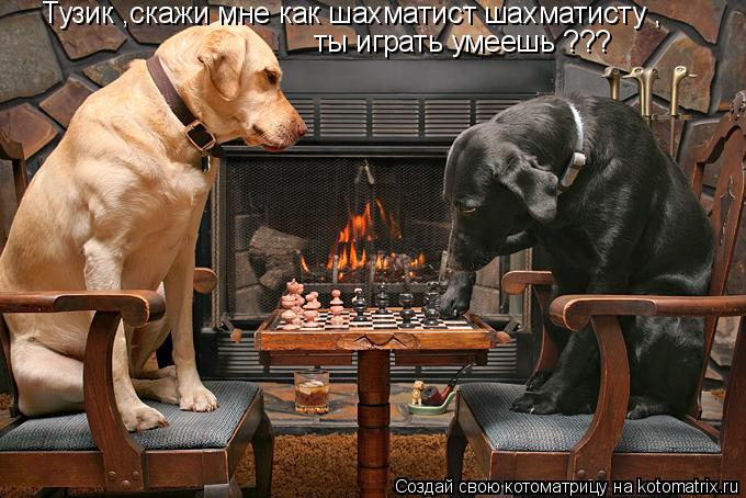 Котоматрица: Тузик ,скажи мне как шахматист шахматисту , ты играть умеешь ???