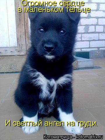 Котоматрица: Огромное сердце  в маленьком тельце И светлый ангел на груди.