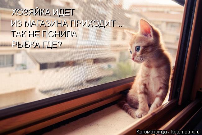 Котоматрица: ХОЗЯЙКА ИДЕТ ИЗ МАГАЗИНА ПРИХОДИТ ...  ТАК НЕ ПОНИЛА   РЫБКА ГДЕ?