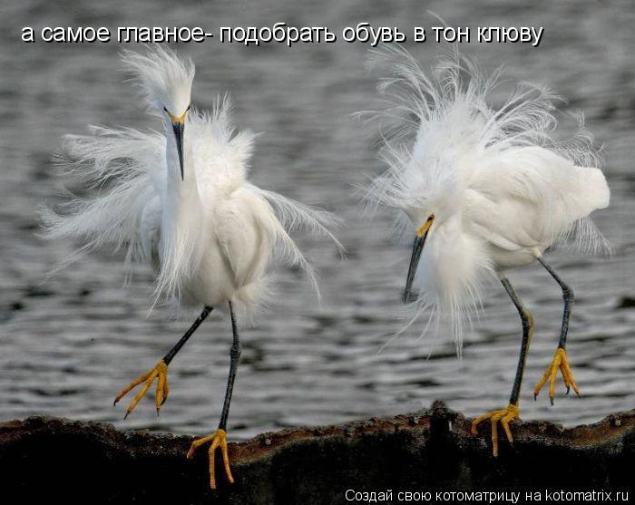 Котоматрица: а самое главное- подобрать обувь в тон клюву