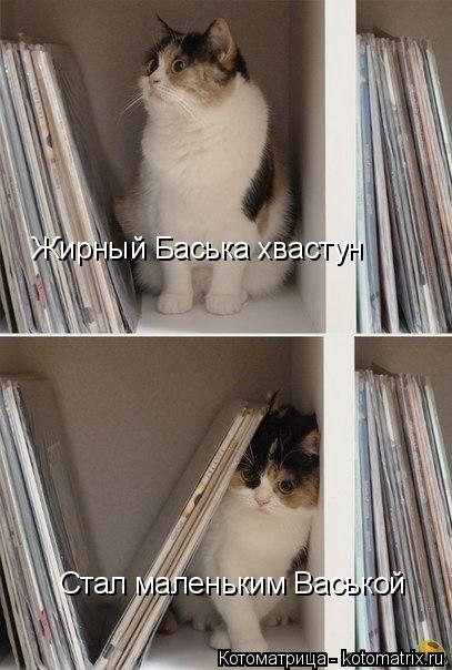 Котоматрица: Жирный Баська хвастун Стал маленьким Васькой