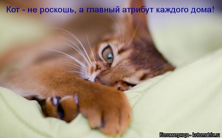 Котоматрица: Кот - не роскошь, а главный атрибут каждого дома!