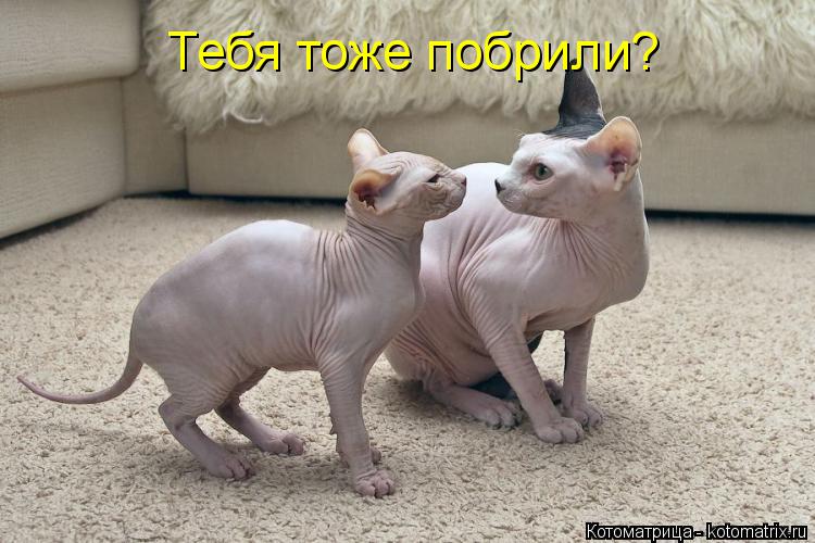 Котоматрица: Тебя тоже побрили?